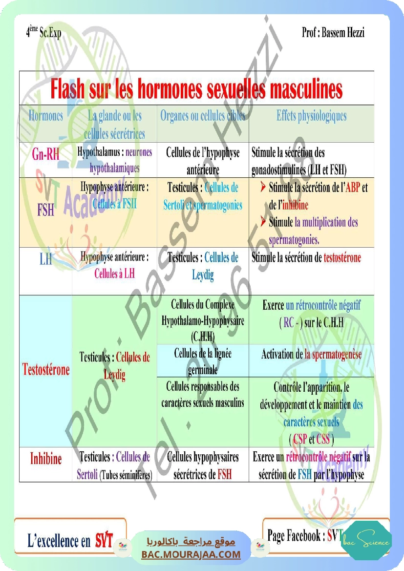 resume les hormones sexuelles masculines