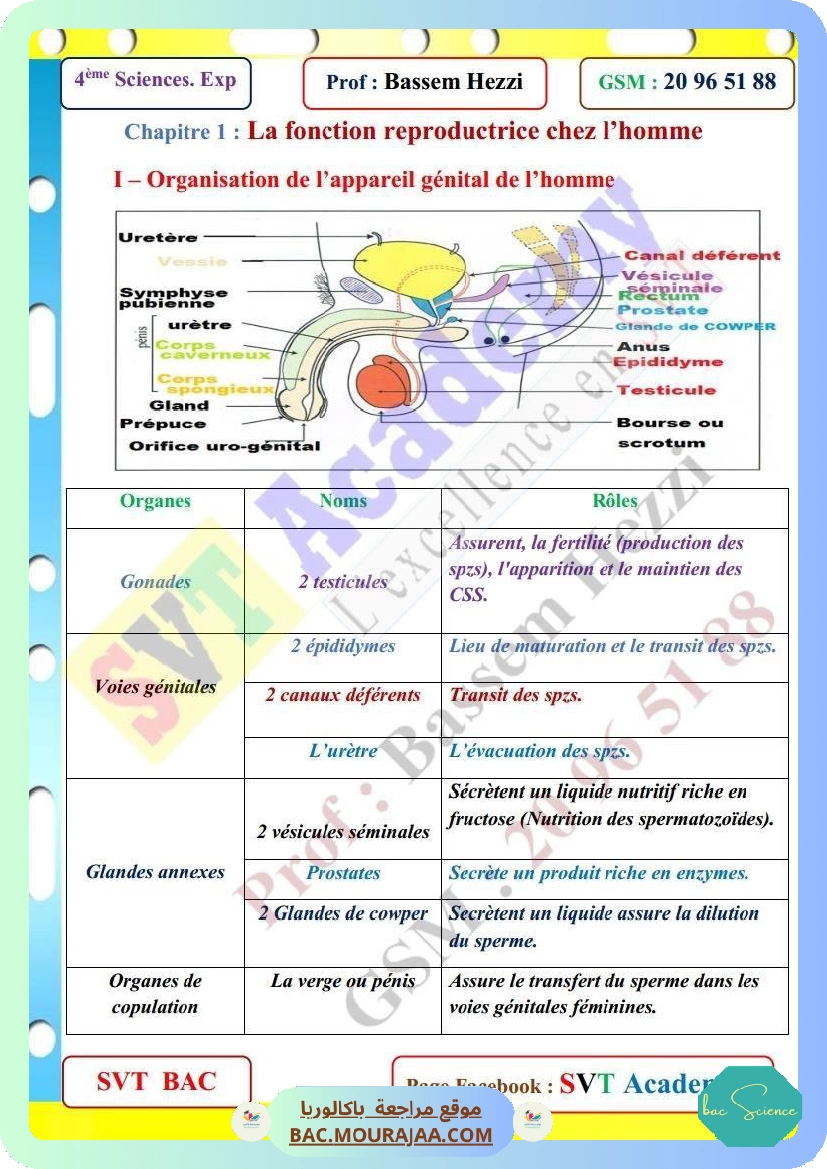 resume svt la fonction reproductrice chez homme