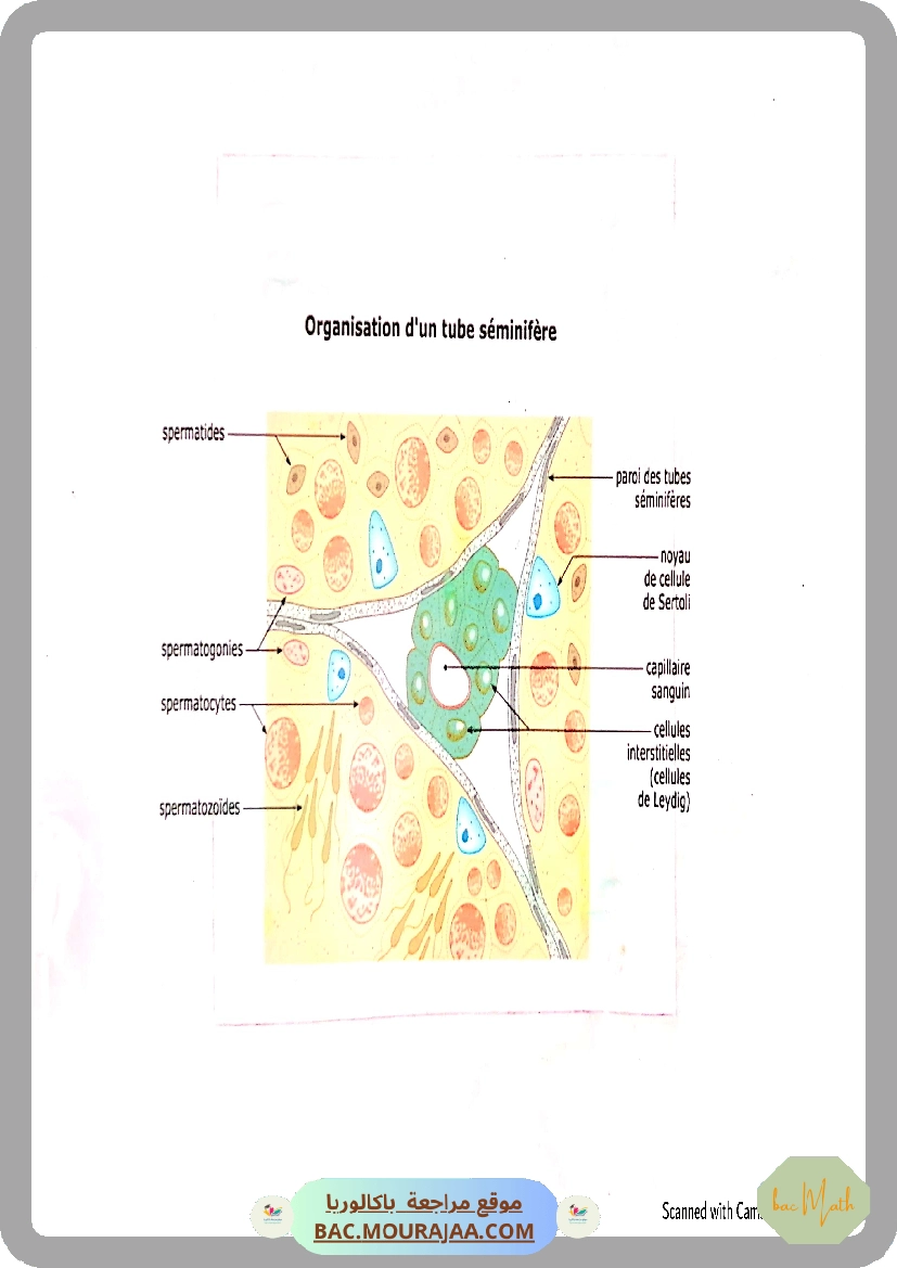fonction_logatithme_neperien_serie_corrige