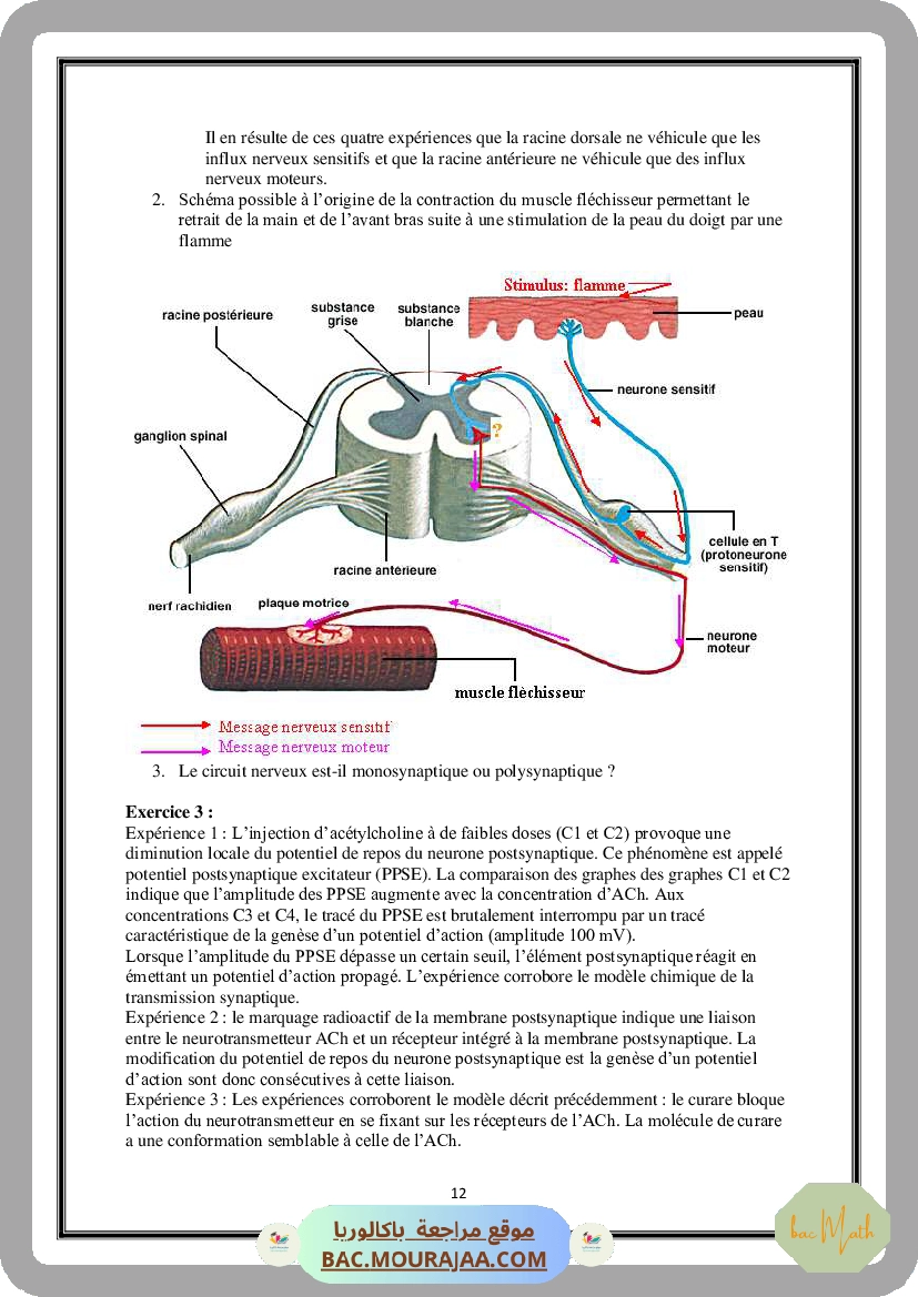 Serie_Neurophysiologie_ _Corrections