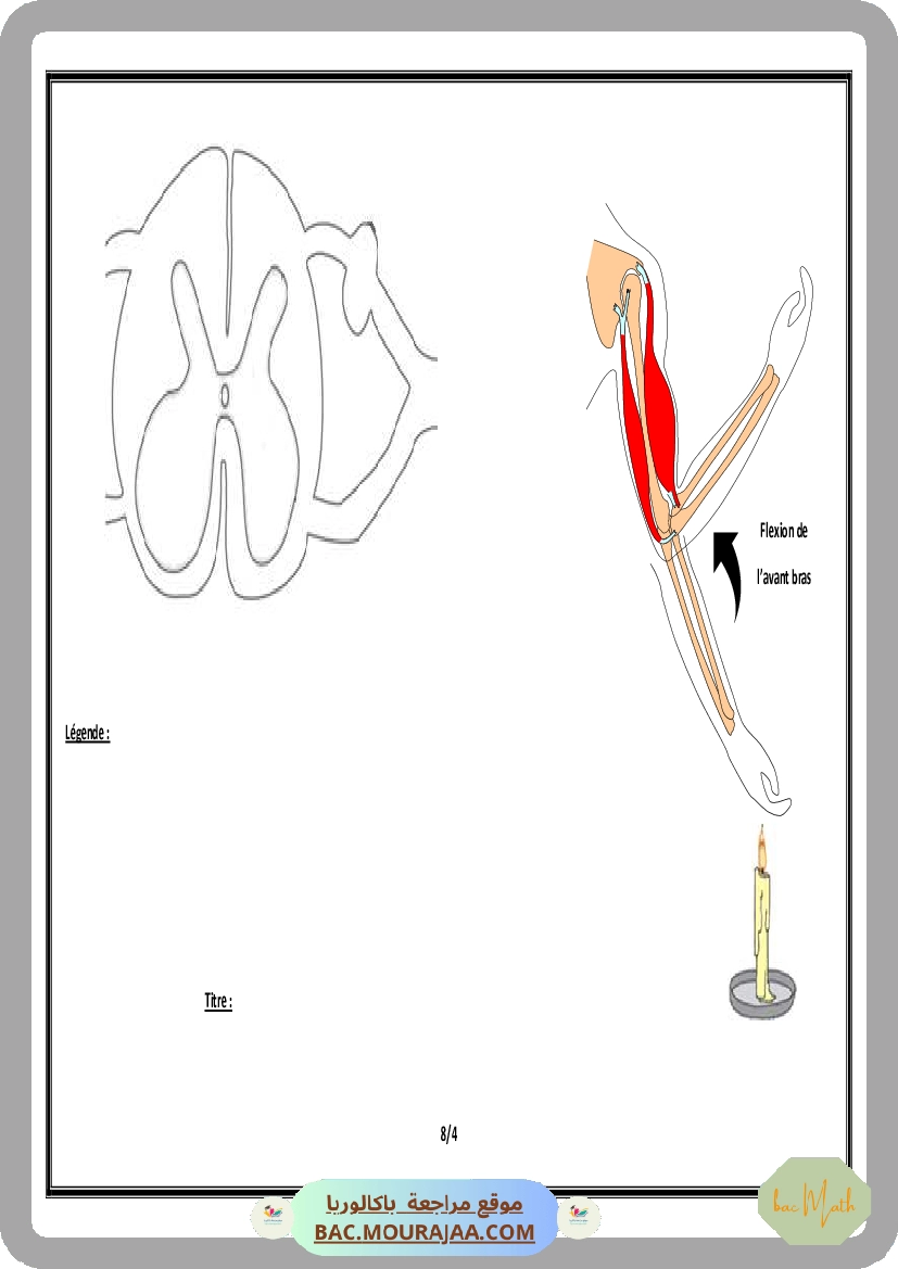 Serie_Neurophysiologie_ _Corrections