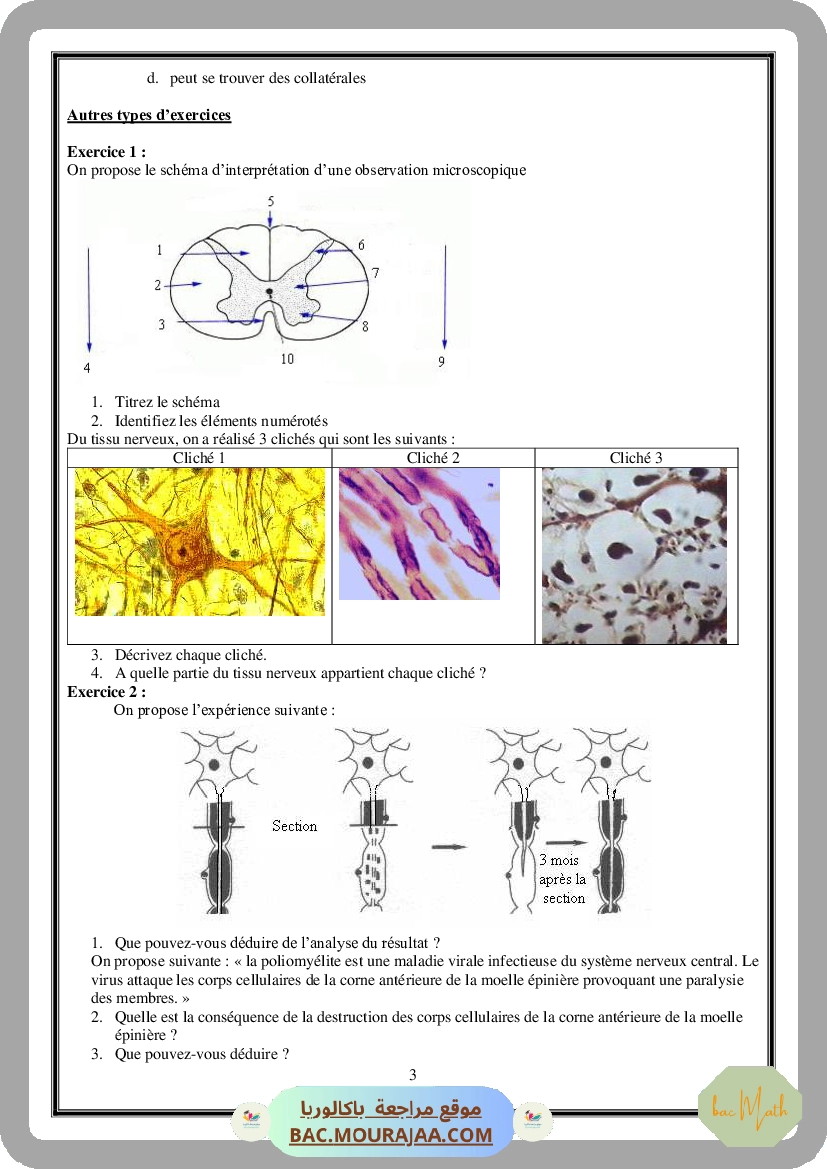 Serie_Tissu_Nerveux_ _Corrections