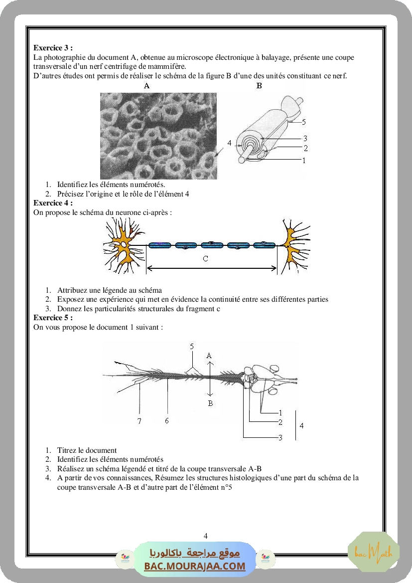 Serie_Tissu_Nerveux_ _Corrections