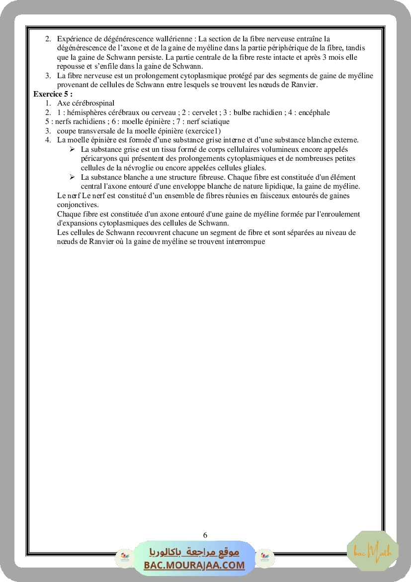 Serie_Tissu_Nerveux_ _Corrections